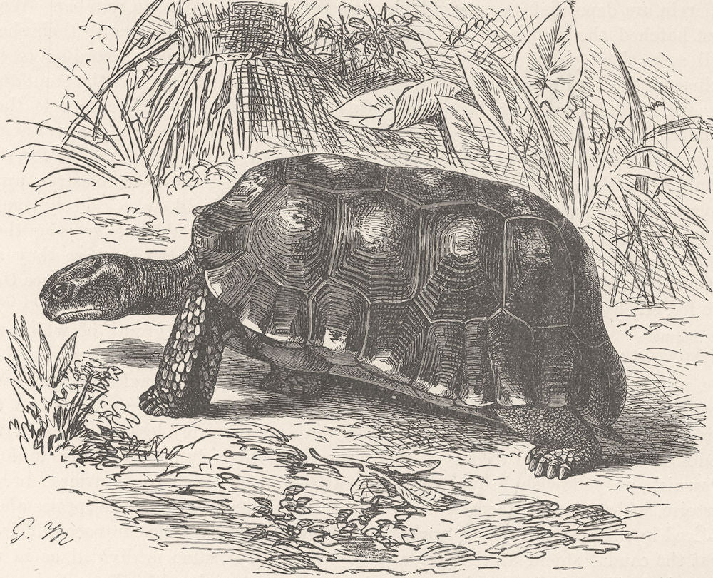 TORTOISES. Brazilian tortoise 1896 old antique vintage print picture